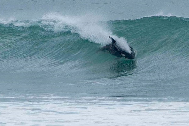 Well, we didn't expect that! - photo courtesy the Tutukaka, NZ Herald 